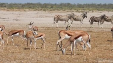 Springbok antelopes and plains zebras in heat haze on the arid plains of Etosha National Park, Namibia