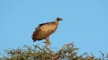 A white-backed vulture (Gyps africanus) perched on a tree against a blue sky, South Africa