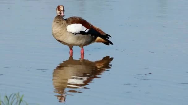 Egyptian Goose Alopochen Aegyptiacus Preening Shallow Water South Africa — Wideo stockowe