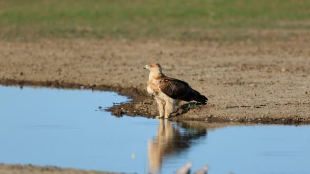 남아프리카 공화국의 칼라하리 사막에 물웅덩이에 황갈색 독수리 — 비디오