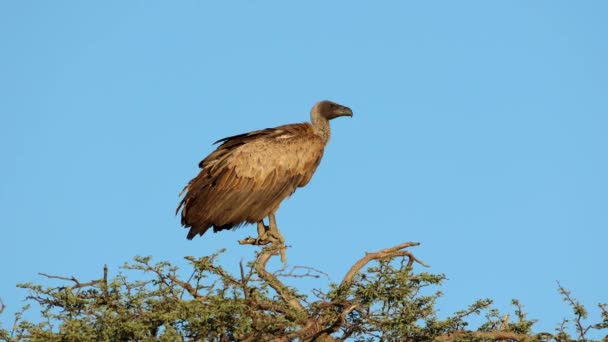 一只白背秃鹫栖息在一棵树上 靠着蓝天 — 图库视频影像