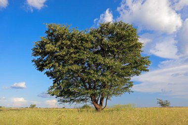 Afrika deve dikeni ağacı (Vachellia erioloba) Güney Afrika 'da çayırlarda