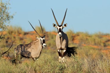 Alert gemsbok antelopes (Oryx gazella) in natural habitat, Kalahari desert, South Africa