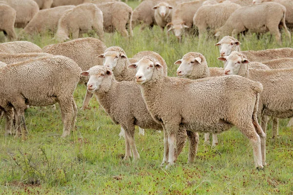 Free-range merino sheep on a rural South African farm