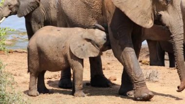 Afrika fili (Loxodonta africana) yavrusu, Addo Fil Ulusal Parkı, Güney Afrika