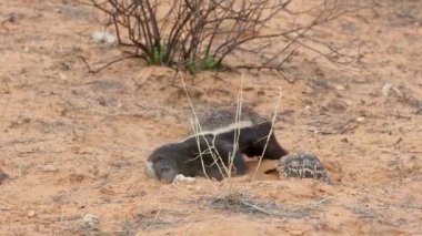 Bal porsuğu (Mellivora capensis) bir leopar kaplumbağasını kumla kaplayan, Kalahari çölü, Güney Afrika