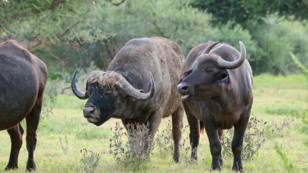 Búfalos Africanos Syncerus Caffer Hábitat Natural Parque Nacional Mokala Sudáfrica — Vídeo de stock