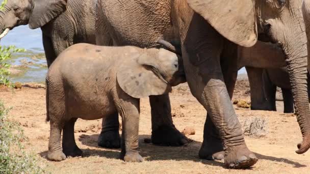 Африканський Слон Loxodonta Africana Телятко Смокче Національний Парк Addo Elephant — стокове відео