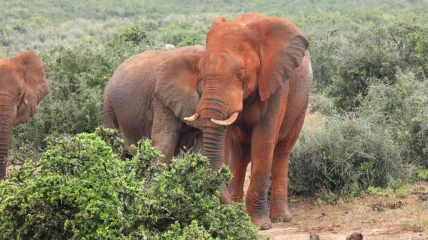 Grand Éléphant Taureau Afrique Loxodonta Africana Couvert Boue Rouge Parc — Video