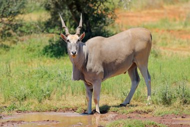 A male eland antelope (Tragelaphus oryx) at a waterhole, Mokala National Park, South Africa