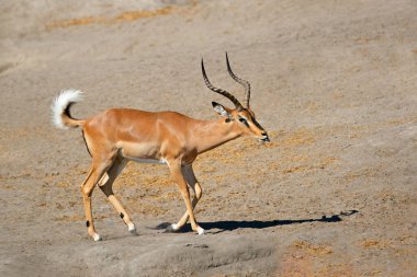 Siyah yüzlü erkek bir impala antilobu (Aepyceros melampus petersi), Etosha Ulusal Parkı, Namibya