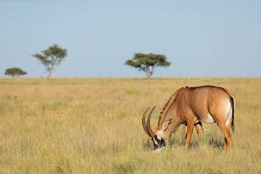 Açık çayır, Mokala Ulusal Parkı, Güney Afrika 'da nadir bulunan bir roan antilobu (Hippotragus equinus)
