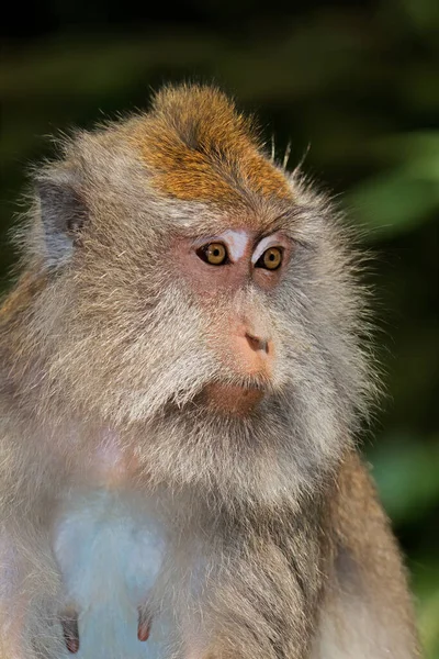 Uzun Kuyruklu Bir Balili Maymunun Portresi Macaca Fascicularis Ubud Bali — Stok fotoğraf