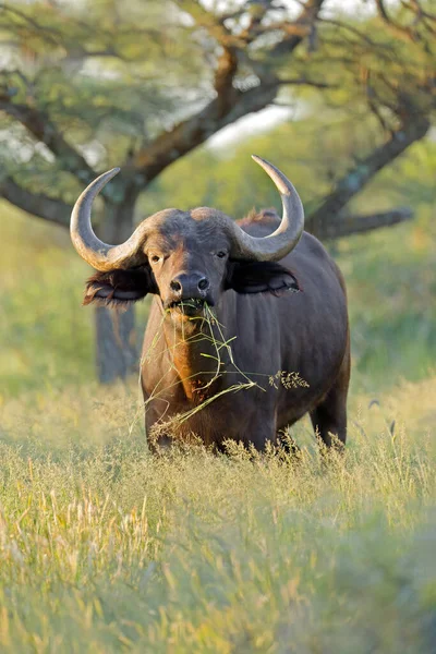 非洲水牛 产黑奴 在自然栖息地 莫卡拉国家公园 — 图库照片