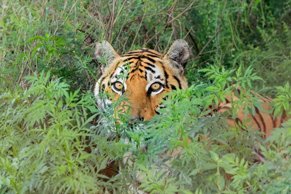 Retrato Tigre Bengala Panthera Tigris Bengalensis Hábitat Natural India — Foto de Stock