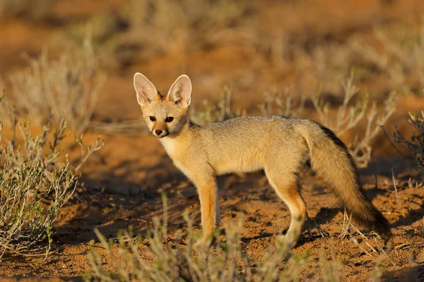 南非卡拉哈里沙漠 大清早的黎明时分 一只角狐狸 — 图库照片