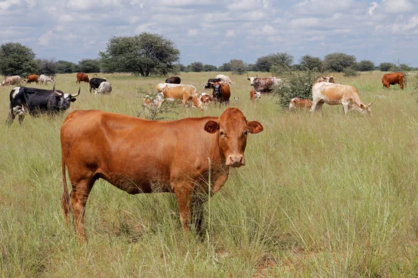 在南非一个农村农场的草原上放养的放牛群 — 图库照片