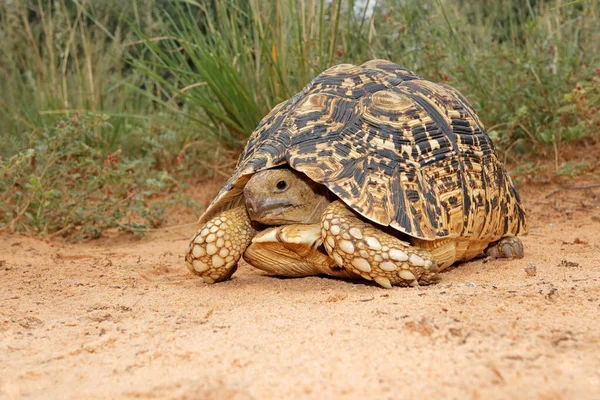 Leopardsköldpadda Stigmochelys Pardalis Naturlig Miljö Sydafrika — Stockfoto