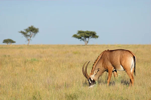 Ritka Római Antilop Hippotragus Equinus Nyílt Legelőn Mokala Nemzeti Park — Stock Fotó