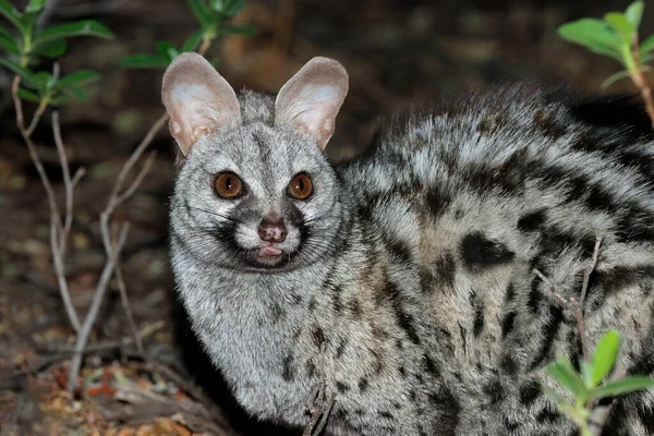 Portrait Nocturnal Large Spotted Genet Genetta Tigrinat South Africa — Stock Photo, Image