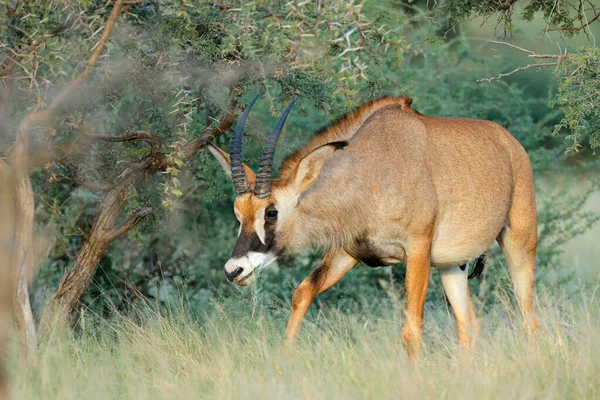 Rzadka Antylopa Roańska Hippotragus Equinus Siedlisku Przyrodniczym Park Narodowy Mokala — Zdjęcie stockowe