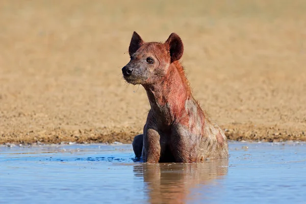 Krvavá Skvrnitá Hyena Crocuta Crocuta Mělké Vodě Poušť Kalahari Jihoafrická — Stock fotografie