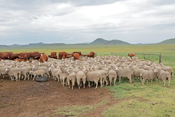 Volný Range Merino Ovce Skot Přírodním Pohoří Venkově Jihoafrické Farmě — Stock fotografie