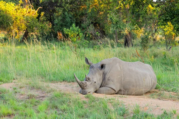 Rinoceronte Blanco Ceratotherium Simum Descansando Hábitat Natural Sudáfrica —  Fotos de Stock