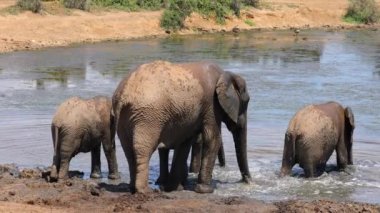 Afrika filleri (Loxodonta africana), Güney Afrika 'daki Addo Fil Ulusal Parkı' nda çamurlu bir su birikintisine sıçrıyor.