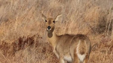 Güney Afrika 'daki doğal yaşam ortamında bir dişi güney veya yaygın reedbuck (Redunca arundinum)