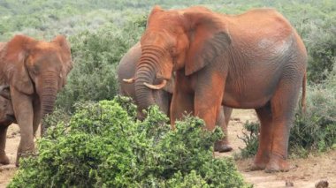 Büyük Afrika boğa fili (Loxodonta africana) kırmızı çamurla kaplı, Addo Fil Ulusal Parkı, Güney Afrika