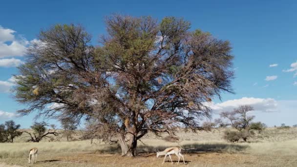 Antilopi Springbok Antidorcas Marsupialis Nel Paesaggio Desertico Del Kalahari Sud — Video Stock