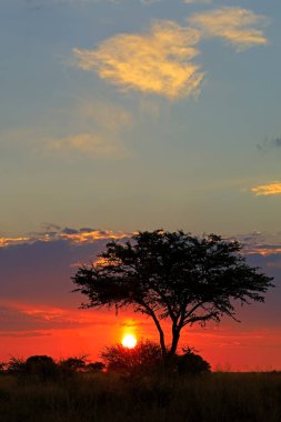 Afrika 'nın siluetli ağaç ve kızıl gökyüzü, Güney Afrika' da günbatımı manzarası