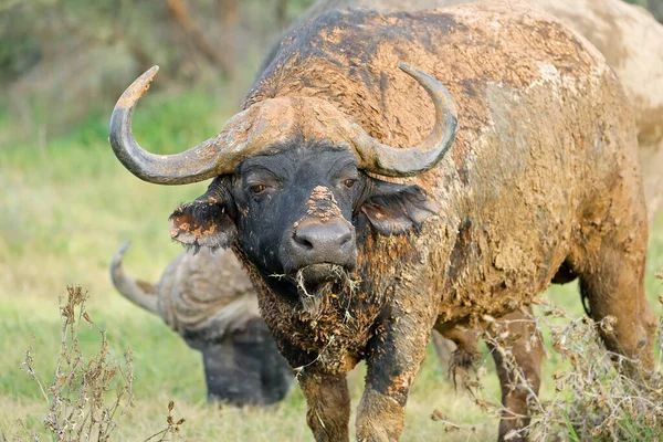 Porträtt Afrikansk Buffel Syncerus Caffer Täckt Lera Mokala Nationalpark Sydafrika — Stockfoto