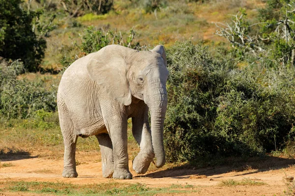 Een Afrikaanse Olifant Loxodonta Africana Wandelen Natuurlijke Habitat Addo Elephant — Stockfoto