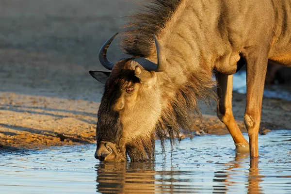 Portrait Blue Wildebeest Connochaetes Taurinus Drinking Water Kalahari Desert South — Stockfoto