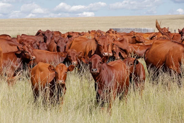 Herd Free Range Cattle Grassland Rural Farm South Africa — Stock Photo, Image