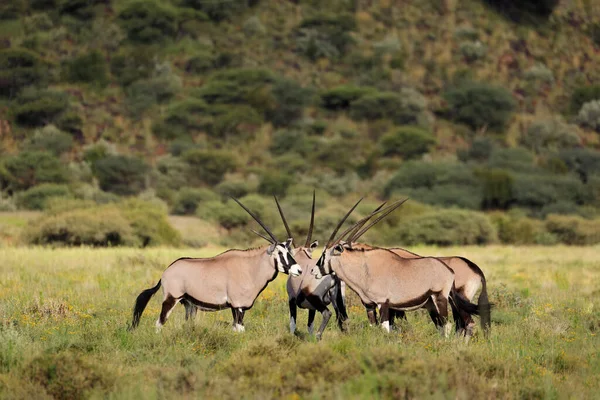 Gemsbok Antelopes Oryx Gazella Natural Habitat Mokala National Park South — Stock Photo, Image