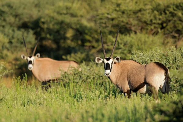Антилопы Gemsbok Oryx Gazella Естественной Среде Обитания Национальный Парк Мокала — стоковое фото