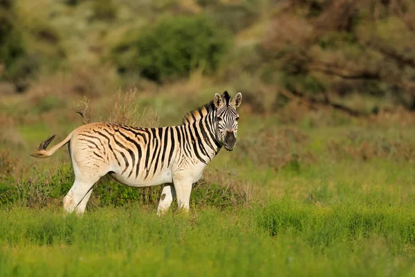 Ein Flachzebra Equus Burchelli Natürlichem Lebensraum Mokala Nationalpark Südafrika — Stockfoto