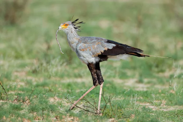A secretary bird (Sagittarius serpentarius) hunting in natural habitat, South Africa