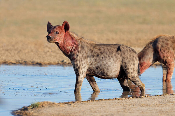 A blood covered spotted hyena (Crocuta crocuta) at a waterhole, Kalahari desert, South Africa