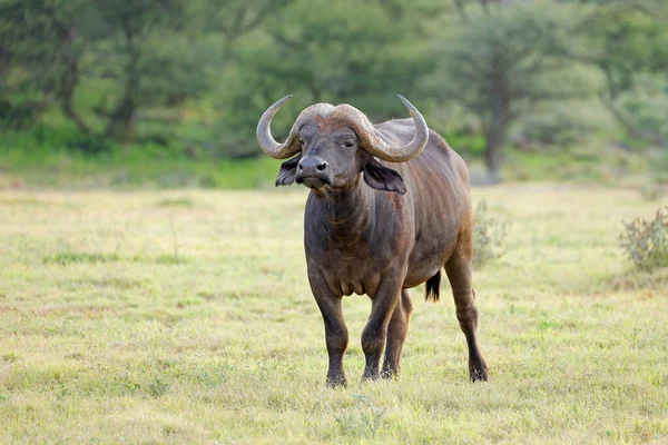 Μια Αφρικανική Buffalo Syncerus Caffer Στο Φυσικό Περιβάλλον Mokala Εθνικό — Φωτογραφία Αρχείου