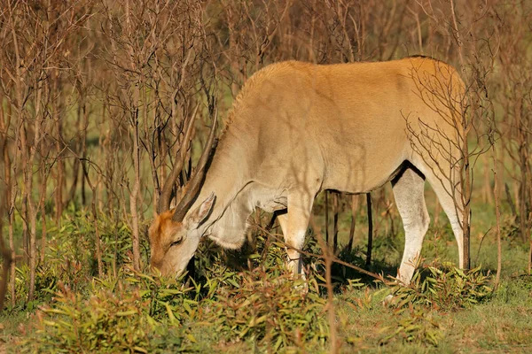 Een Elandantilope Tragelaphus Oryx Natuurlijke Habitat Zuid Afrika — Stockfoto