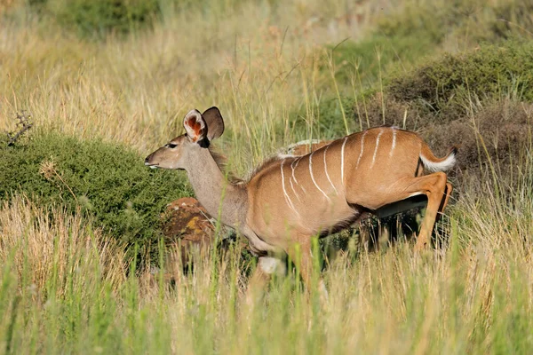Antílope Kudu Fêmea Tragelaphus Strepsiceros Correndo Mokala National Park África — Fotografia de Stock
