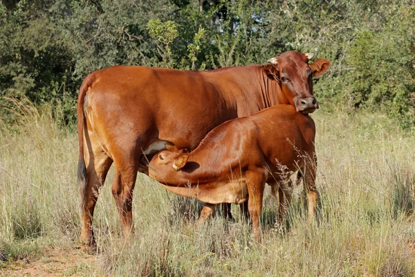 Volný Výběh Krávy Kojícím Tele Venkovské Farmě Jihoafrická Republika — Stock fotografie