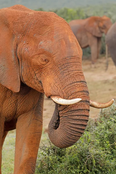 Grande Elefante Touro Africano Loxodonta Africana Coberto Lama Vermelha Parque — Fotografia de Stock