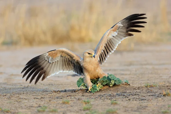 Águila Aquila Rapax Cazando Suelo Con Las Alas Abiertas Sudáfrica —  Fotos de Stock