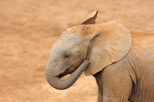 Porträtt Ung Afrikansk Elefant Loxodonta Africana Addo Elephant National Park — Stockfoto