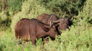 Afrika bufaloları (Syncerus caffer) doğal habitat, Mokala Ulusal Parkı, Güney Afrika